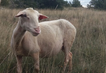 Larzac